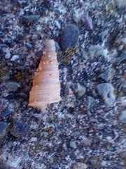 Turritellinella tricarinata