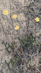 Euryops ericoides