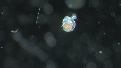 Mollusca