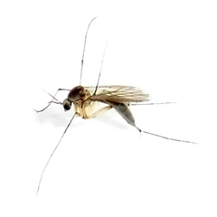 Sciaroidea