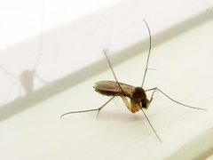 Sciaroidea