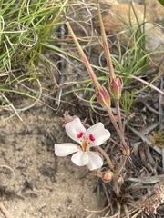 Pelargonium pinnatum