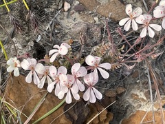 Pelargonium pinnatum