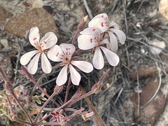 Pelargonium pinnatum