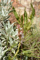 Satyrium cristatum