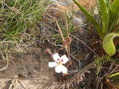 Pelargonium pinnatum