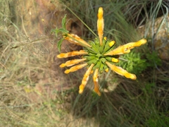 Leonotis leonurus