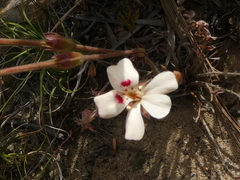 Pelargonium pinnatum