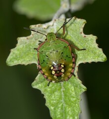 Nezara viridula