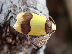Heterallactis euchrysa
