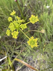 Nanobubon strictum
