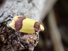 Heterallactis euchrysa