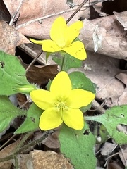 Lysimachia grammica