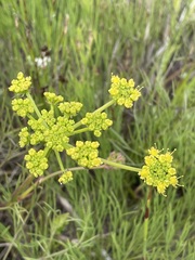 Nanobubon strictum