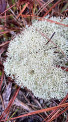 Cladonia evansii