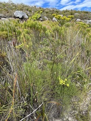 Nanobubon strictum