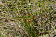 Helichrysum herbaceum