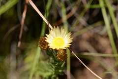 Helichrysum herbaceum