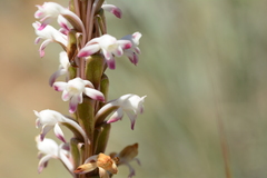 Satyrium longicauda longicauda