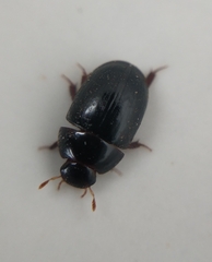 Dactylosternum abdominale