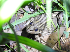 Leptodactylus luctator