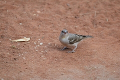 Gymnoris xanthocollis