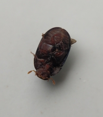 Dactylosternum abdominale