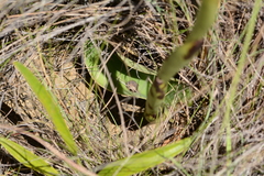 Satyrium longicauda longicauda