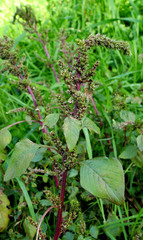 Amaranthus