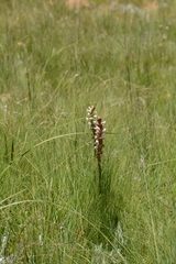 Satyrium longicauda longicauda