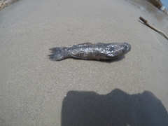 Actinopterygii