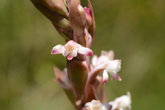 Satyrium longicauda longicauda
