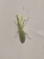 Eomantis