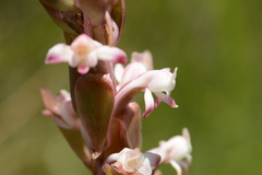 Satyrium longicauda longicauda