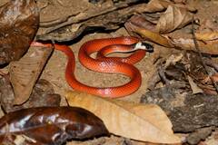 Drepanoides anomalus