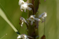 Satyrium longicauda longicauda