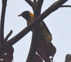 Oriolus xanthornus