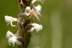 Satyrium longicauda longicauda