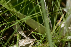 Satyrium longicauda longicauda