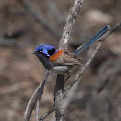Malurus pulcherrimus