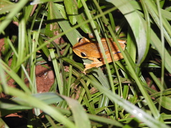 Boana bischoffi