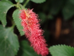 Acalypha pendula