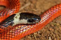 Drepanoides anomalus