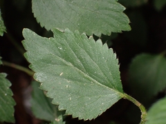 Acalypha pendula