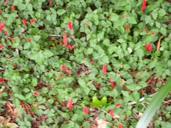 Acalypha pendula