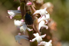 Satyrium longicauda longicauda
