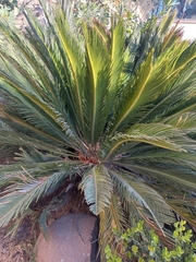 Cycas