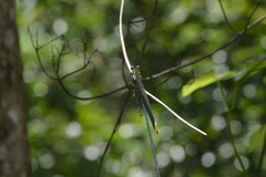 Mecistogaster ornata