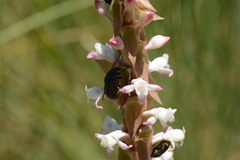 Satyrium longicauda longicauda