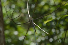 Mecistogaster ornata